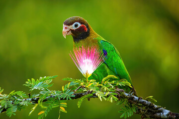 Brown-hooded parrot (Pyrilia haematotis)