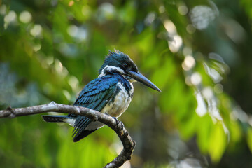 Female Amazon kingfisher (Chloroceryle amazona) perched in a tree