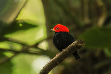 Red-capped manakin (Ceratopipra mentalis) sitting on a branch