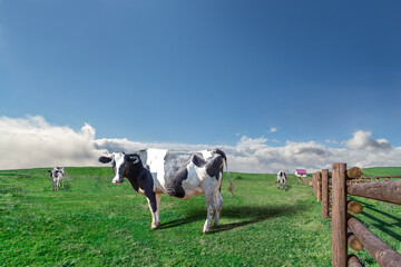 青空と雲海を背景に高原の牧場で草を食む乳牛数頭
