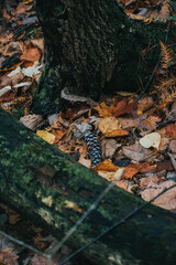 small pinecone on top of leaves on the ground