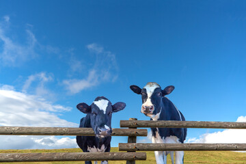 Obraz premium 青空背景に牧場の柵から顔を出す仔牛2頭