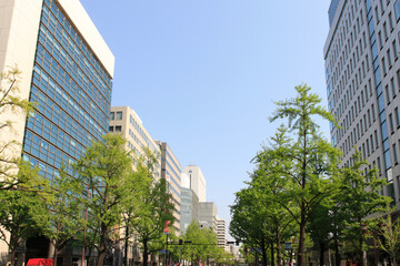 御堂筋のイチョウの新緑