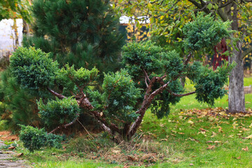 Cossack juniper ( lat. Juniperus sabina). Shearing of the juniper with gardening scissors, Soft focus. Garden art/ design/ landscape. Topiary. Blurred background with juniper. Autumn landscape.