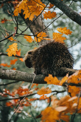 Canadian porcupine climbing around a tree