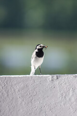 Small beautiful white wagtile bird sitting on a white block house balcony.