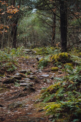 Canadian hiking trail with fall leaves all around