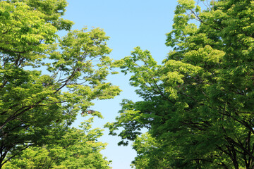 新緑の木々