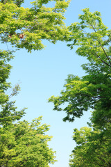 新緑の木々
