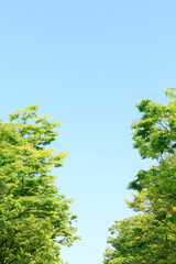 新緑の木々