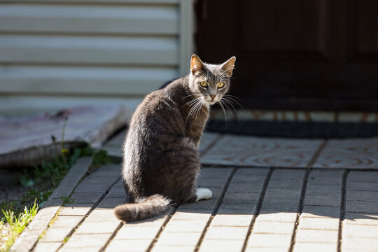 Gray cat sitting on brick pavement road near home enterance.