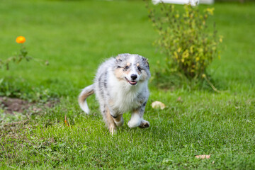 Young blue marmor sheltie puppy running around in garden.