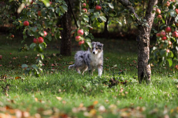 Small, young shetland sheepdog puppy sitting in garden with autumn leaves in the background.