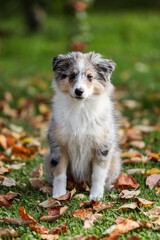Small, young shetland sheepdog puppy sitting in garden with autumn leaves in the background.