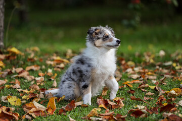 Small, young shetland sheepdog puppy sitting in garden with autumn leaves in the background.