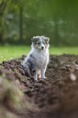 Young sheltie puppy sitting in flower, agricuture land bed.