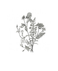 Meadow grass. Hand painted illustration line, silhouette. Garden life. Vintage style.