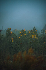 sunflower field draped in fog