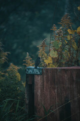 small grey bird ontop of an apple crate