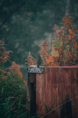 small grey bird ontop of an apple crate
