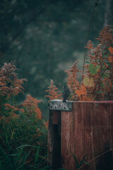 small grey bird ontop of an apple crate