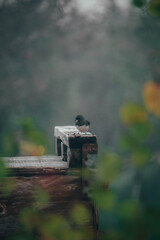 small grey bird ontop of an apple crate