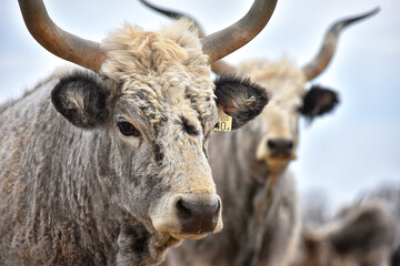 Hungarian gray cattle, cow on a small Hungarian farm