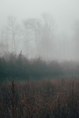 Fototapeta na wymiar apple trees on a foggy morning