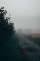 empire apple trees beside a tractor path with fog all around 