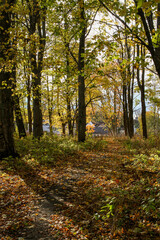 Forest tree path in autumn with yellow leaves on trees.