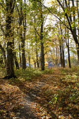 Obraz premium Forest tree path in autumn with yellow leaves on trees.