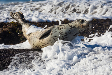 Wild harbor seals sunbathing on coastal rocks along Pacific Highway in California.