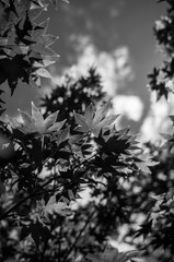 black and white maple leaves background