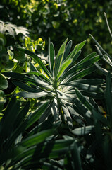Green plant in the sunlight