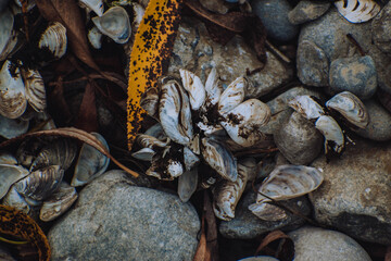 seashells on top of some rocks