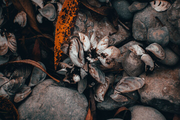 seashells on top of some rocks
