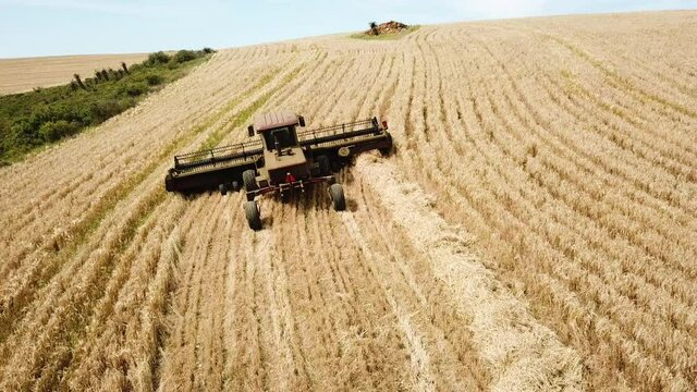 Static low angle aerial shot behind a Combine harvester, while it works the golden wheat fields in Overberg, South Africa
