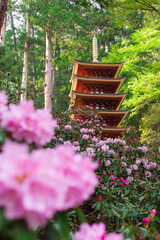 室生寺の五重塔とシャクナゲ