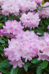 室生寺のシャクナゲ