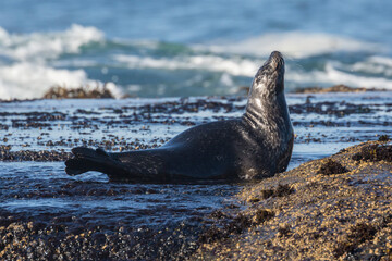 Wild harbor seals sunbathing on coastal rocks along Pacific Highway in California.