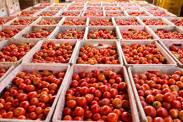 Tomato crates contain products for export to Asian markets.