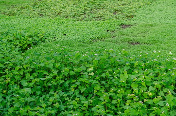 Different plants siderates growing in the field.