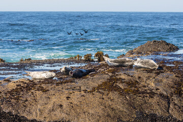 Wild harbor seals sunbathing on coastal rocks along Pacific Highway in California.