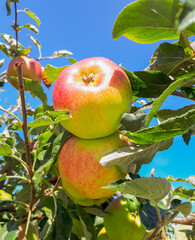 Beautiful ripening apples on a branch of the tree in the garden. Harvest time. Selective focus, street photo, concept photo organic.