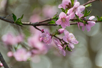 濃いピンク色のさくら