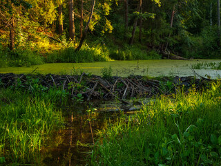Obraz premium A dam built by beavers on a quiet river in the middle of the forest.