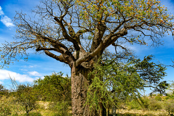 Fototapeta na wymiar African Baobab Tree Adansonia digitata in Tarangire National park, Tanzania