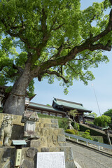 諏方神社の大楠と大門
