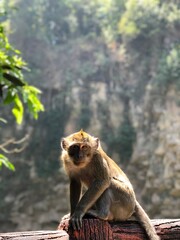 a long macaque