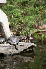 アカミミガメの甲羅干し